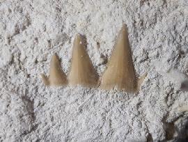 Sonstige - Haizähne - Notidanodon brotzeni SIVERSON 1995